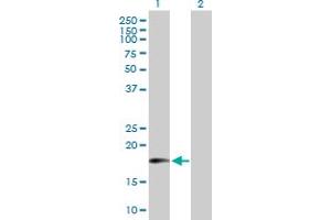 Image no. 1 for anti-Mitochondrial Translational Release Factor 1 (MTRF1) (AA 1-151) antibody (ABIN523108)
