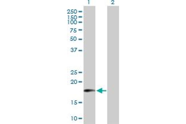 MTRF1 antibody  (AA 1-151)