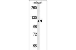 CRB2 antibody  (AA 1258-1285)