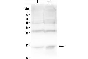 Image no. 1 for anti-Hemoglobin Alpha 1 + 2 (HBA1,HBA2) (AA 2-142) antibody (ABIN5518839)