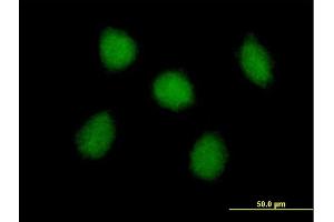 Immunofluorescence of purified MaxPab antibody to USP48 on HeLa cell.