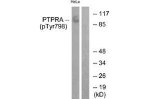 Western blot analysis of extracts from HeLa cells treated with serum 20% 15', using PTPRA (Phospho-Tyr798) Antibody.