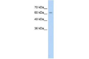 Image no. 1 for anti-Alkaline Phosphatase, Placental-Like 2 (ALPPL2) (N-Term) antibody (ABIN2775527)