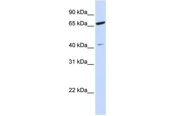 anti-Zinc Finger Protein 334 (ZNF334) (N-Term) antibody