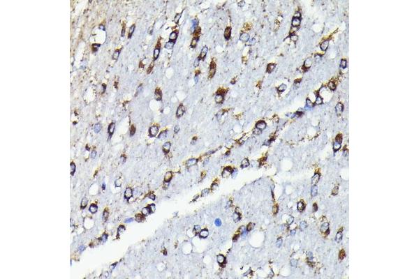 Fission 1 antibody