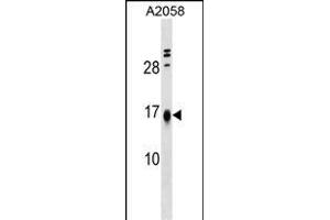 LBH Antibody (Center) (ABIN1538189 and ABIN2849505) western blot analysis in  cell line lysates (35 μg/lane).