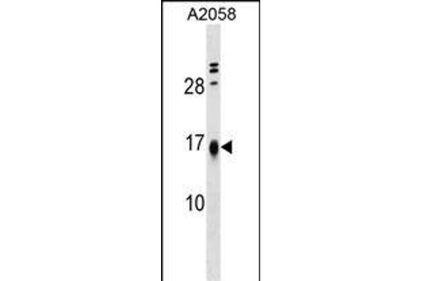 LBH antibody  (AA 26-53)