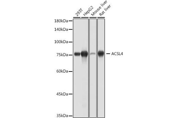 ACSL4 anticorps