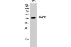 Image no. 1 for anti-Neuromedin B Receptor (NMBR) (Internal Region) antibody (ABIN3185923)