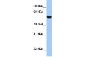 Image no. 2 for anti-PHD Finger Protein 17 (PHF17) (C-Term) antibody (ABIN2775971)