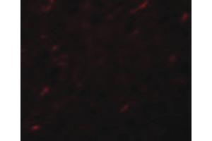 Image no. 2 for anti-Anaphase Promoting Complex Subunit 7 (ANAPC7) (C-Term) antibody (ABIN6656616)
