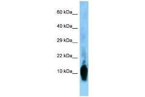 Image no. 1 for anti-Neurogranin (NRGN) (N-Term) antibody (ABIN2778168)