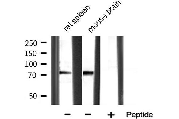 MMP 9 抗体  (C-Term)