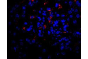 Image no. 2 for anti-Vascular Endothelial Growth Factor A (VEGFA) antibody (ABIN465273)