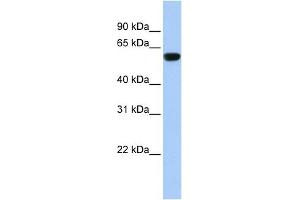 Image no. 1 for anti-Tripartite Motif Containing 72 (TRIM72) (Middle Region) antibody (ABIN2775659)