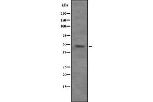 Image no. 1 for anti-Vacuolar Protein Sorting 4 Homolog B (vps4b) (Internal Region) antibody (ABIN6258436)