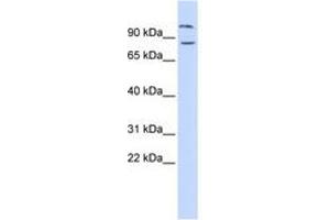Image no. 1 for anti-Diacylglycerol Lipase, beta (DAGLB) (AA 216-265) antibody (ABIN6741326)