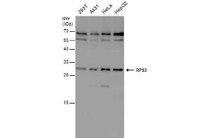 RPS3 antibody  (Center)