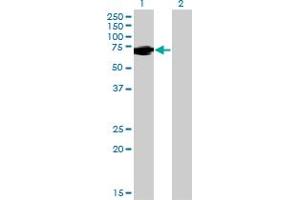Image no. 1 for anti-Far Upstream Element (FUSE) Binding Protein 1 (FUBP1) (AA 1-653) antibody (ABIN522362)