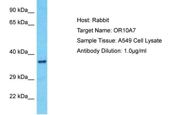 OR10A7 antibody  (C-Term)