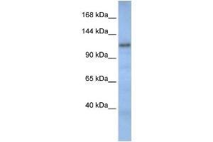 Image no. 1 for anti-Cullin-Associated and Neddylation-Dissociated 2 (CAND2) antibody (ABIN2459429)