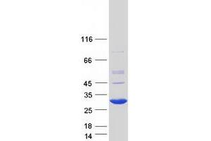 Image no. 1 for RNA Binding Protein with Multiple Splicing 2 (RBPMS2) protein (Myc-DYKDDDDK Tag) (ABIN2730647)