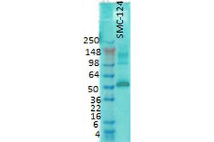 Image no. 1 for anti-Calcium/calmodulin-Dependent Protein Kinase II gamma (CAMK2G) antibody (APC) (ABIN2484558)