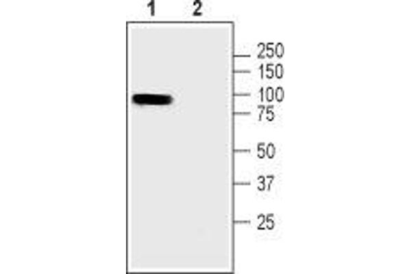 Pannexin 3 antibody  (Intracellular)