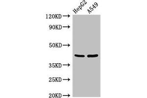 PITX2 抗体  (AA 40-154)