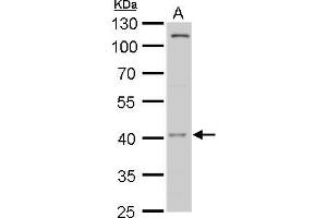 Image no. 1 for anti-Moloney Sarcoma Oncogene (MOS) (Center) antibody (ABIN2855735)
