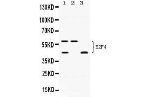 Image no. 4 for anti-E2F Transcription Factor 4, P107/p130-Binding (E2F4) (AA 106-144), (N-Term) antibody (ABIN4886566)