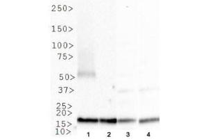 Image no. 3 for anti-Nudix (Nucleoside Diphosphate Linked Moiety X)-Type Motif 1 (NUDT1) (C-Term) antibody (ABIN363382)