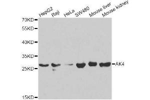 Image no. 4 for anti-Adenylate Kinase 4 (AK4) antibody (ABIN3022790)