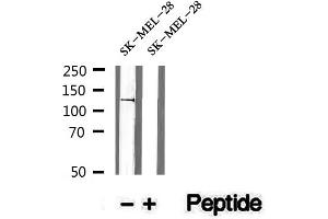 Image no. 2 for anti-E3 ubiquitin-protein ligase NEDD4-like (NEDD4L) (pSer448) antibody (ABIN6255345)
