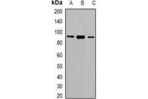 Image no. 2 for anti-serine/arginine-Rich Splicing Factor 5 (SRSF5) antibody (ABIN3222983)