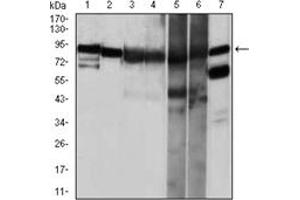 Image no. 4 for anti-Heat Shock Protein 90kDa alpha (Cytosolic), Class A Member 1 (HSP90AA1) antibody (ABIN1107606)
