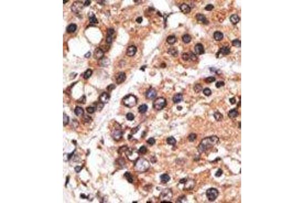 AF9 antibody  (C-Term)