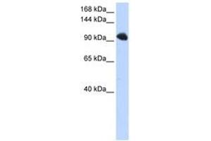 Image no. 1 for anti-Splicing Factor, Suppressor of White-Apricot Homolog (SFSWAP) (AA 36-85) antibody (ABIN6740677)