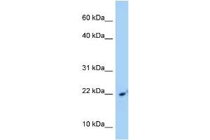 Image no. 1 for anti-Signal Recognition Particle 14kDa (Homologous Alu RNA Binding Protein) (SRP14) (C-Term) antibody (ABIN2778837)