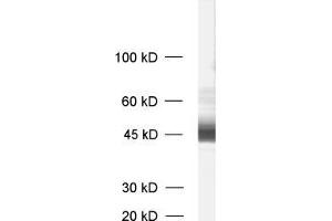 anti-Malignant T Cell Amplified Sequence 1 (MCTS1) antibody