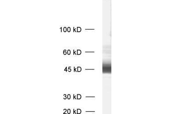 anti-Malignant T Cell Amplified Sequence 1 (MCTS1) antibody