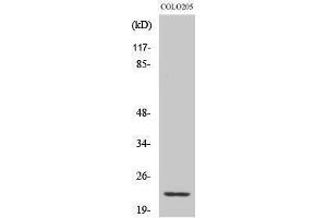 Image no. 1 for anti-NADH Dehydrogenase (Ubiquinone) 1 beta Subcomplex, 9, 22kDa (NDUFB9) (Internal Region) antibody (ABIN3185799)