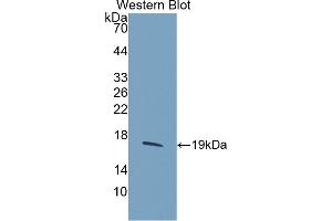 Image no. 1 for anti-Histone Cluster 2, H3a (HIST2H3A) (AA 2-136) antibody (ABIN5013705)