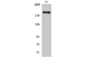 Western Blotting (WB) image for anti-Breast Cancer 1 (BRCA1) (Ser184) antibody (ABIN3183542)