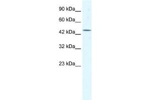 Image no. 1 for anti-Eukaryotic Translation Initiation Factor 4A3 (EIF4A3) antibody (ABIN629957)
