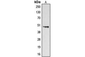 Western blot analysis of Dopamine Receptor D4 expression in HeLa (A) whole cell lysates.