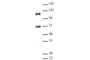 Recombinant MPHOSPH8 antibody  (AA 50-120)