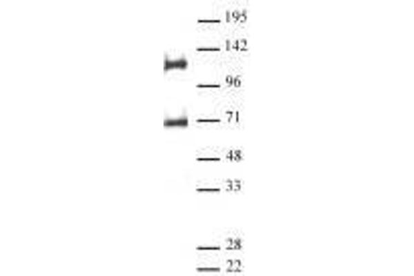 MPHOSPH8 Antikörper  (AA 50-120)