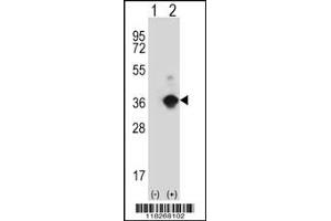 Western Blotting (WB) image for anti-Angiopoietin-Like 7 (ANGPTL7) (N-Term) antibody (ABIN2159109)