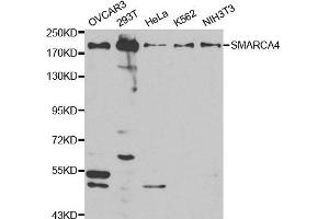 Image no. 1 for anti-SWI/SNF Related, Matrix Associated, Actin Dependent Regulator of Chromatin, Subfamily A, Member 4 (SMARCA4) antibody (ABIN3022959)